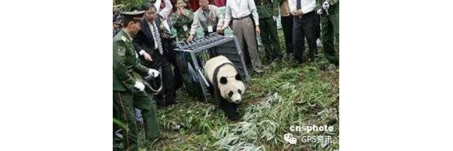 熊猫和盛放归死亡!遭动物攻击 所佩戴GPS项圈发出报警