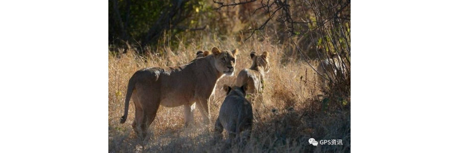 非洲部落用GPS变身野生动物卫士